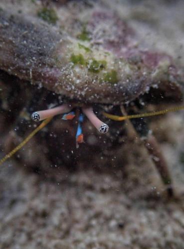 a close up of a crab on the ground at Ancelle Cristo Re in Moalboal
