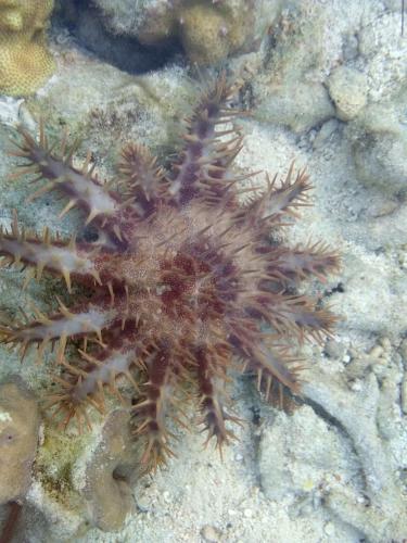 a starfish in the water on the reef at Ancelle Cristo Re in Moalboal