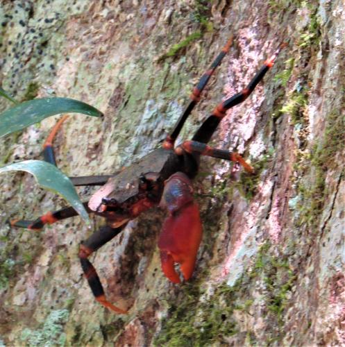 a crab on the side of a rock at Sinharaja Kurulu Ella Eco Resort in Deniyaya