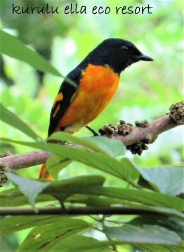 a bird perched on top of a tree branch at Sinharaja Kurulu Ella Eco Resort in Deniyaya