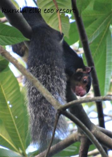 a animal sitting on top of a tree branch at Sinharaja Kurulu Ella Eco Resort in Deniyaya