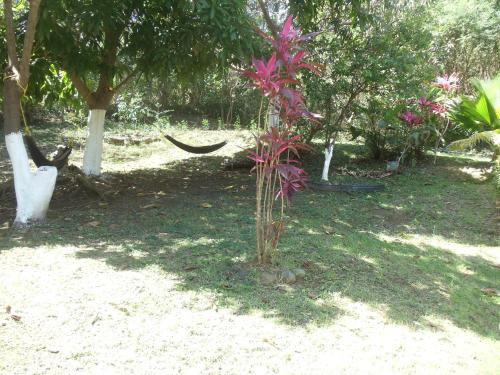 a small tree with pink flowers in the grass at Fajardo Peaceful Place in Playa Sardinera