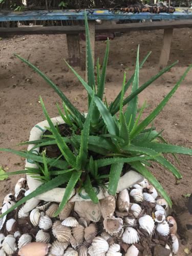 a plant sitting on top of a pile of shells at Chez Bethy Jungle et Océan in Abene