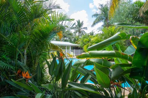a view of the pool from the garden at Baobab et Palmiers in Étang-Salé