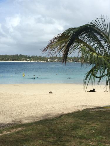 a beach with people in the water and a palm tree at Villa Bella Charming Beachfront Guesthouse in Blue Bay