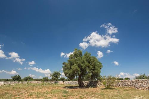 a tree in a field next to a stone wall at Masseria Castelluzzo in Ceglie Messapica
