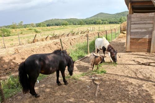ファームステイの敷地内または近くにいる動物
