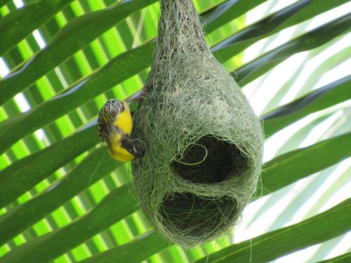 a bird is sitting inside of a bird nest at Wadula Safari - Yala in Kataragama