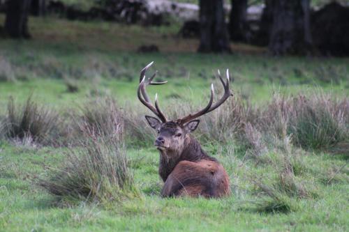 a deer laying in the grass in a field at Luachra Lodge in Killarney