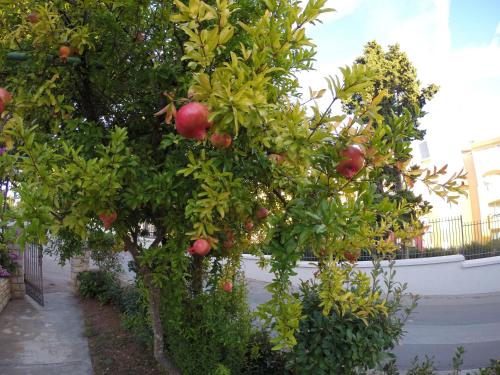 House Helena – Photos 5
