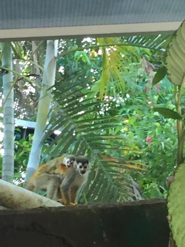 two monkeys sitting on top of a tree at Apartamentos Cristal in Quepos