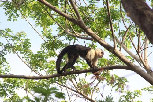 a monkey standing on a tree branch at San Simian Lodge in La Laguna