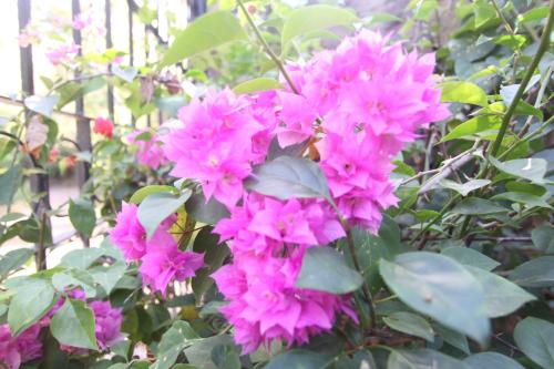 a bunch of pink flowers in a garden at San Simian Lodge in La Laguna