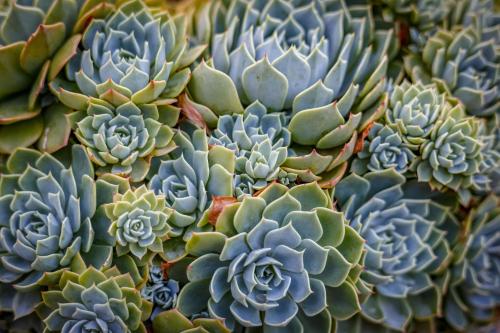 a bunch of succulent plants are arranged at Sensom Boutique Bed and Breakfast in Coffs Harbour