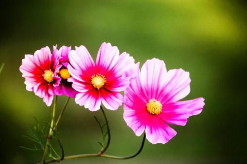 a group of pink flowers in a vase at The Siena Village in Chinnakanal