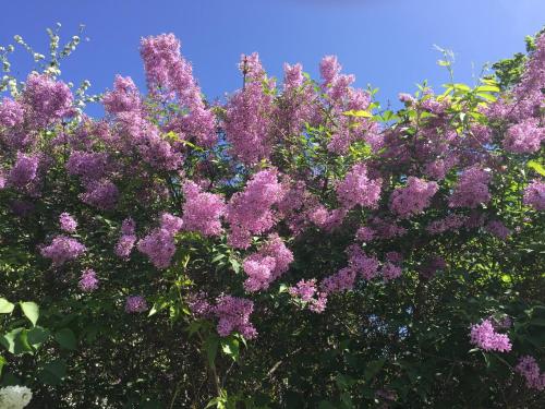 a bush of purple flowers against a blue sky at Borgs Villahotell och B&B in Norrköping