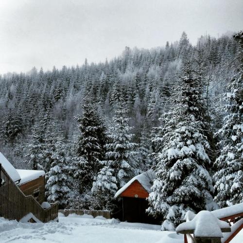 a cabin in a snowy forest with snow covered trees at Шаленарозі in Migovo