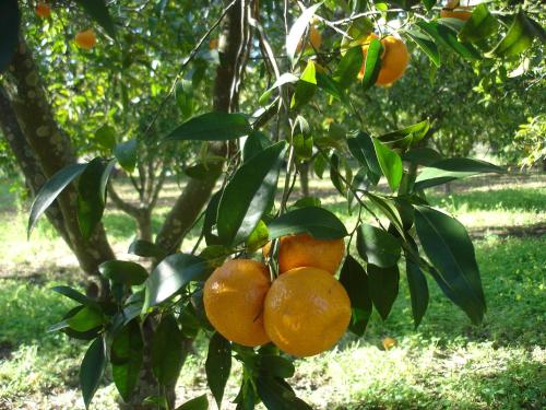 a bunch of oranges hanging from a tree at Villetta sul mare in Capo Vaticano
