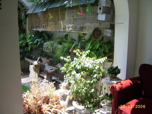 a garden with a bunch of plants in a room at Hostal Camiluz in Nazca