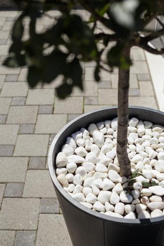 a potted tree in a pot with a plant at Holiday Home Aspalathos - with free parking, near the beach, a few minutes' walking distance to the UNESCO Palace in Split