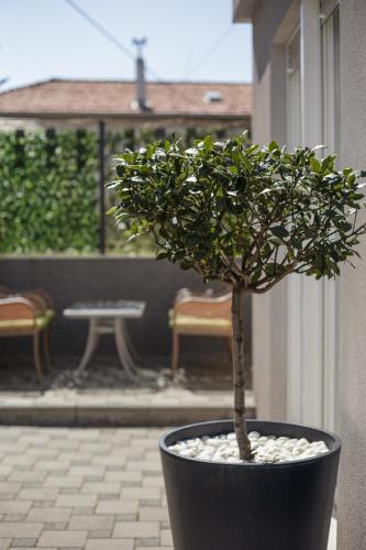 a small tree in a black pot on a patio at Holiday Home Aspalathos - with free parking, near the beach, a few minutes' walking distance to the UNESCO Palace in Split