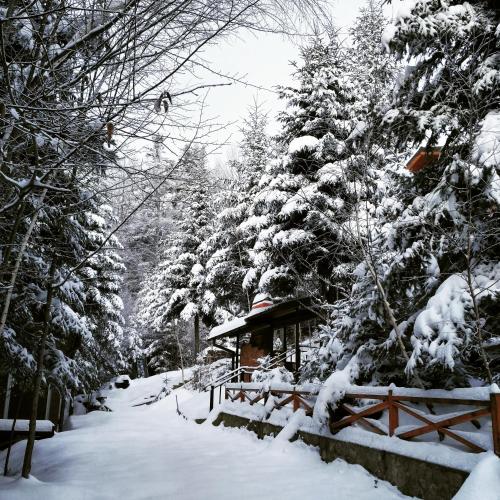 a snow covered forest with a gazebo and trees at Шаленарозі in Migovo
