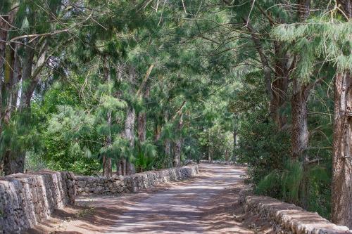 a road lined with trees and a stone wall at torre casciani in Ugento