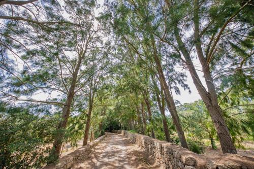 a dirt road through a forest with trees at torre casciani in Ugento