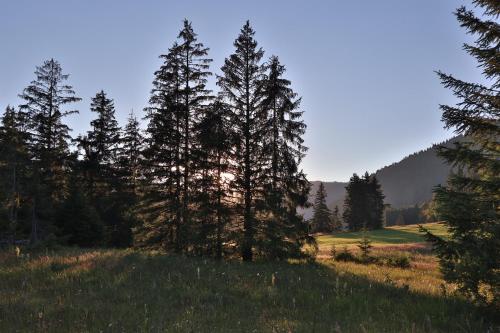a group of trees on a hill in a field at Ruhehotel & Naturresort Rehbach - Adults only in Schattwald