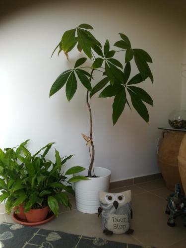 a plant in a white pot next to two potted plants at Il Covo delle Civette in Vietri sul Mare
