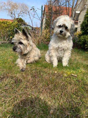 two dogs sitting in the grass in the yard at MÜRITZ-BRISE in Waren