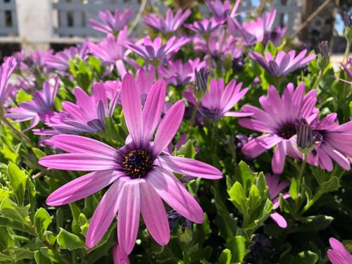 a bunch of purple flowers in a garden at Black Coast Santorini in Perivolos