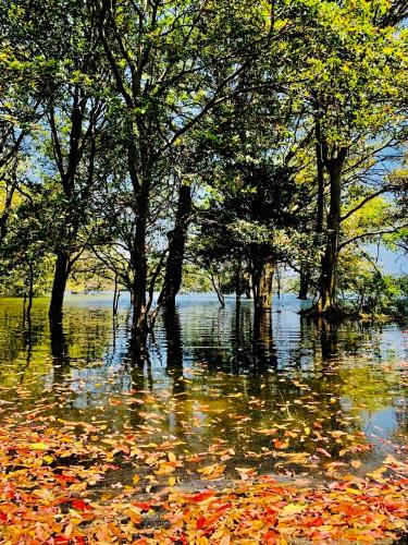 a flooded area with trees and leaves in the water at La Pentera in Hambegamuwa