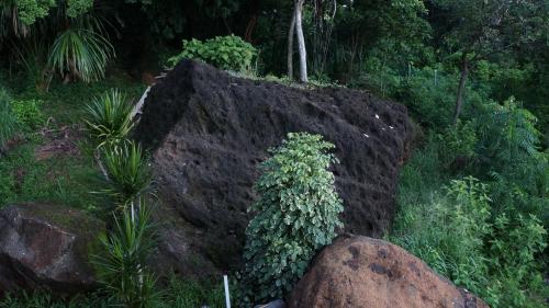 a rock with a plant on top of it at Pirates Rock 101 in Utila