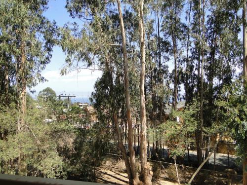 a tree in the middle of a forest of trees at COSTA ALGARROBO in Algarrobo