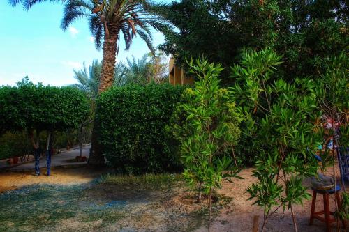 a garden with a palm tree and bushes at Tunis Village Chalet in Fayoum Center