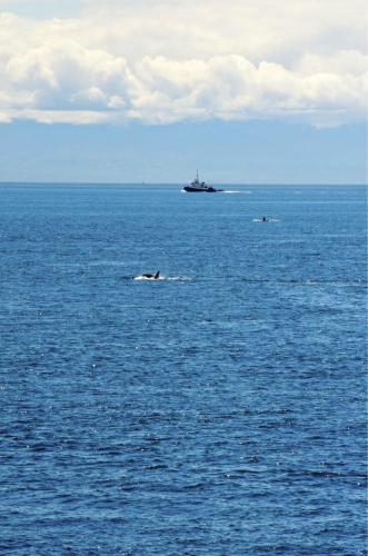 a whale in the ocean with a ship in the distance at Otter's Pond Bed and Breakfast in Eastsound