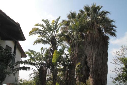a group of palm trees in front of a building at Switzerland In Amirim in Amirim