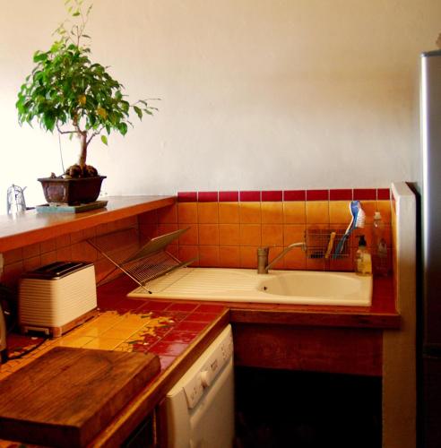 - une cuisine avec un évier et une plante en pot dans l'établissement T2 à Cassis vue mer de rêve, à Cassis