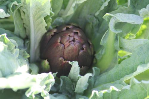a close up of a broccoli plant with a bud at Agriturismo La Talpa in Marsiliana