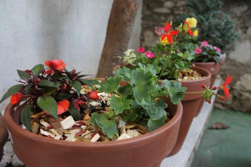 two potted plants sitting on a ledge with flowers at Hostel Splendido in Šibenik
