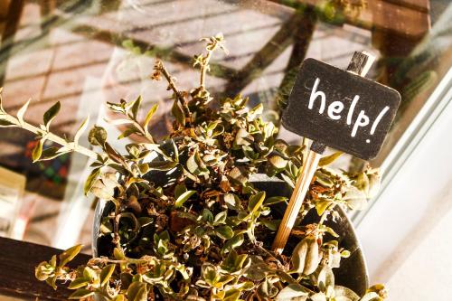 a potted plant with a sign that says help at Guest House Camilla in Alghero
