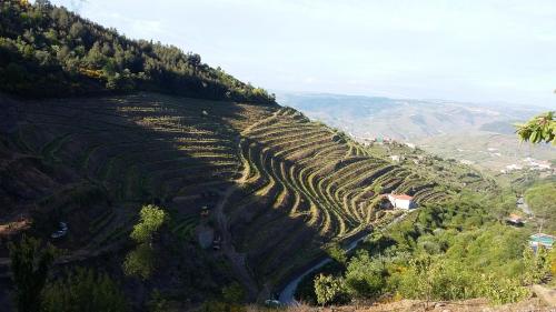 ラメーゴにあるCasa da Quinta do Portoの丘の脇のぶどう畑