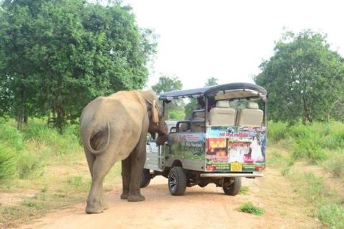 an elephant standing next to a truck on a dirt road at Nil Diya Mankada Safari Lodge in Udawalawe
