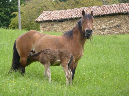 a horse and a baby horse standing in a field at Hostal Ezkurra in Ezkurra