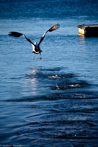 a bird flying over a body of water at Burnie Airport Motel in Wynyard