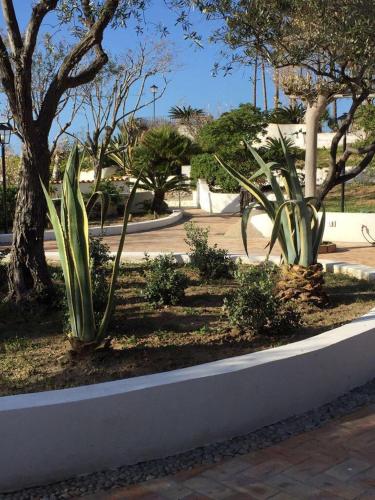 a garden with plants and trees on a street at Esclusiva villa sul mare Tropea in Parghelia