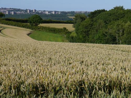 a field of wheat with a road in the distance at Riding Farm Cottages in Gateshead