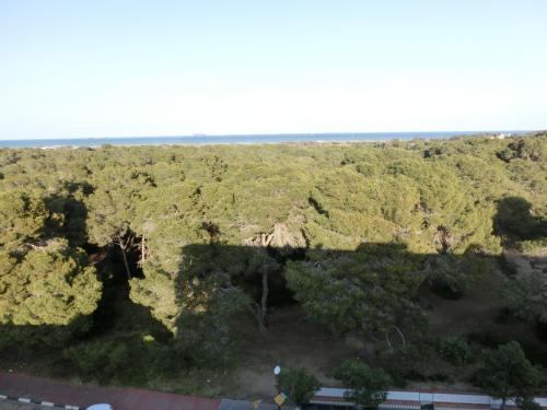an aerial view of a forest of trees at YOU & CO. Saler Beach Boutique in Valencia