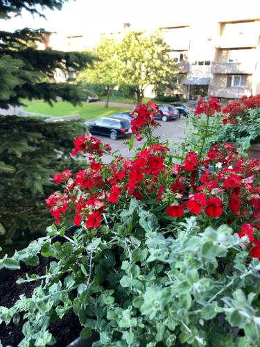a bunch of red flowers in a garden at Wind Rose apartment in Kuressaare